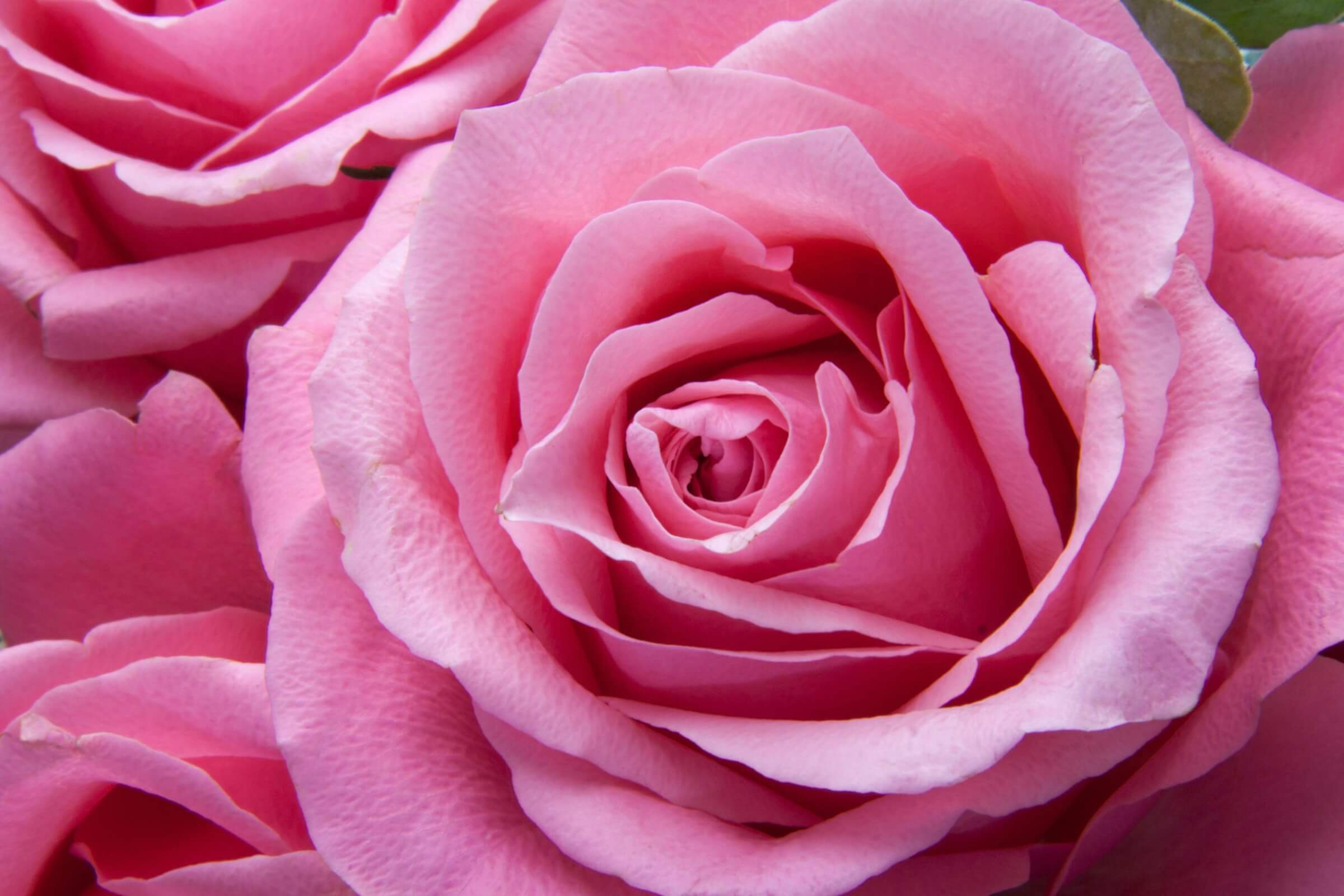 Detailed close-up of vibrant pink rose blossoms showcasing delicate petals.