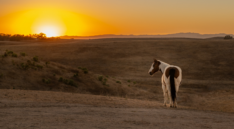 Redwings Horse Sanctuary